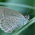 Zizina labradus (Common Grass Blue) in Aeroglen (wing span 2 cms)<br />Canon EOS KDX (400D) + EFS60 F2.8
